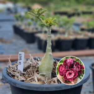 1103 23 Baobá Baby Saturno