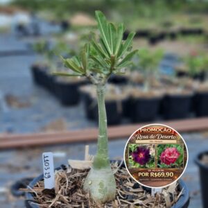 1103 29 Baobá Baby Marigold