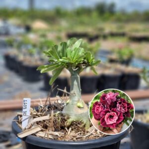 1103 30 Baobá Baby Saturno