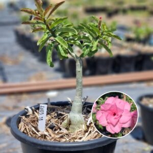 1103 31 Baobá Baby Pathumma