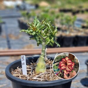 1103 32 Baobá Baby Olive