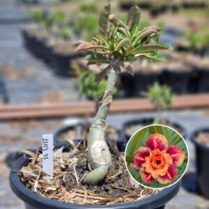 1103 33 Baobá Baby Tangerina