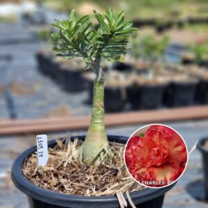 1103 28 Baobá Baby Pablo Charles