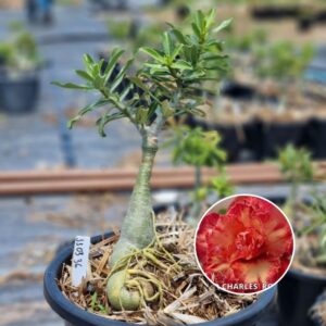 1103 36 Baobá Baby Pablo Charles