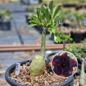 1103 37 Baobá Baby P180