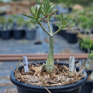 1103 58 Baobá Baby Triple Wish 3