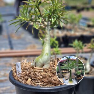 1103 35 Baobá Baby Nova Tanzânia