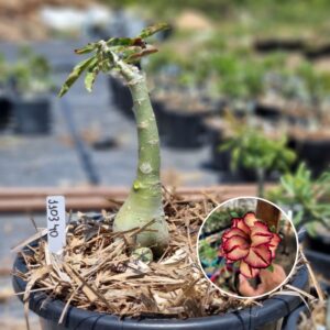 1103 40 Baobá Baby Olive