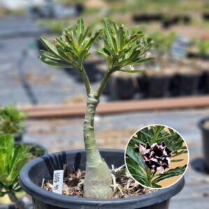 1103 41 Baobá Baby Lilac