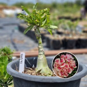 1103 42 Baobá Baby Chapadense