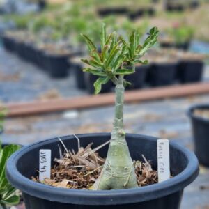 1103 43 Baobá Baby Barbie Girl