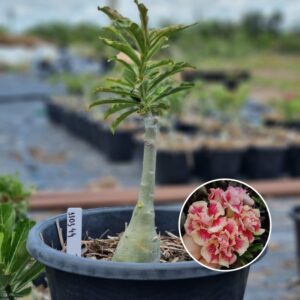 1103 44 Baobá Baby Chapadense