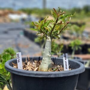 1103 46 Baobá Baby Rebeca Andrade