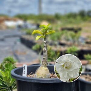 1103 97 Baobá Baby White House