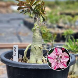 1103 48 Baobá Baby Infinity