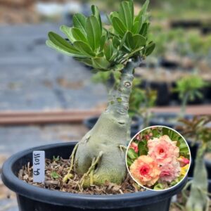 1103 49 Baobá Baby Pêssego