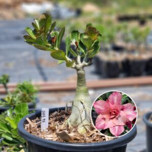 1103 45 Baobá Baby Rc 513