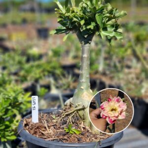 1103 51 Baobá Baby Buttercup