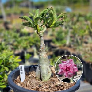 1103 52 Baobá Baby Ultra Violet