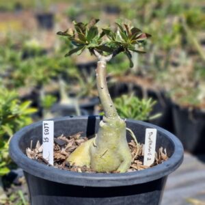 1103 53 Baobá Baby Dunhuang 2