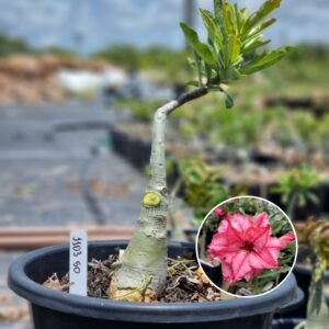 1103 50 Baobá Baby Liberty