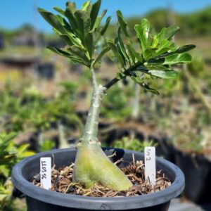 1103 56 Baobá Baby Lm2