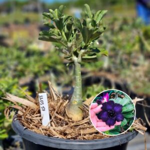 1103 57 Baobá Baby Indigo Glaze