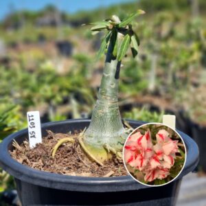 1103 58 Baobá Baby Helena