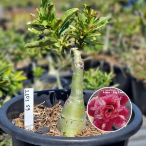 1103 59 Baobá Baby Lótus