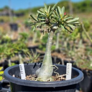 1103 61 Baobá Baby Duquesa