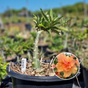 1103 563 Baobá Baby Orange Lover