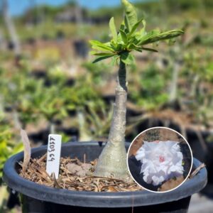 1103 04 Baobá Baby Snow Pink