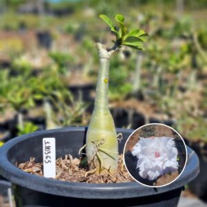 1103 65 Baobá Baby Snow Pink