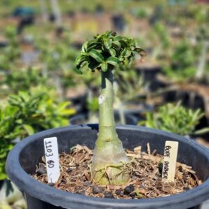 1103 60 Baobá Baby Bodhidharma