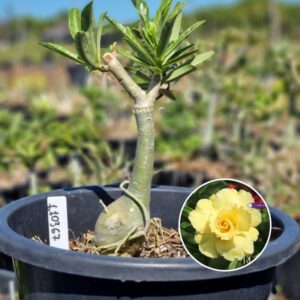 1103 67 Baobá Baby Ultimate Yellow