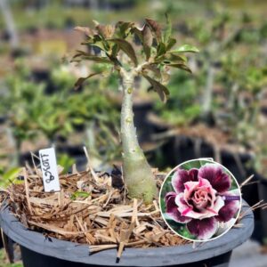 1103 59 Baobá Baby Orion Nebula