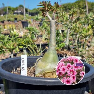 1103 69 Baobá Baby Swallow