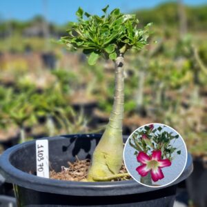 1103 70 Baobá Baby Fiona