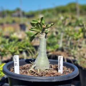 1103 99 Baobá Baby Luminatang