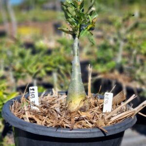 1103 103 Baobá Baby Kr 54