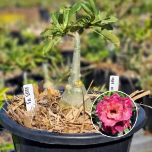 1103 73 Baobá Baby Mei xiang