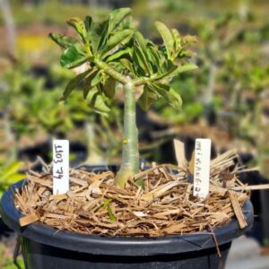 1103 74 Baobá Baby Mei Xiang II