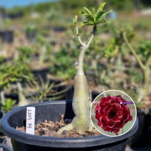 1103 75 Baobá Baby Paradise