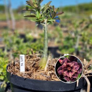 1103 76 Baobá Baby Crepúsculo