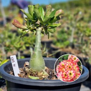 1103 74 Baobá Baby Tropical