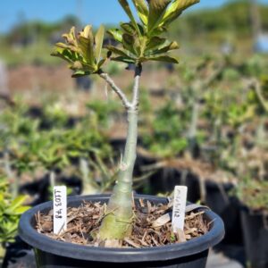 1103 78 Baobá Baby Mirabilis 2