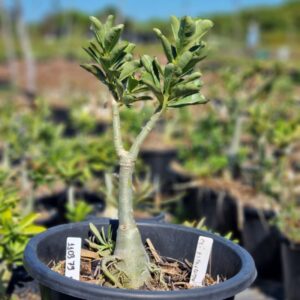 1103 79 Baobá Baby Ceu Estrelado