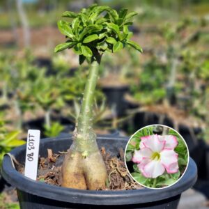 1103 80 Baobá Baby Bridal Buquê