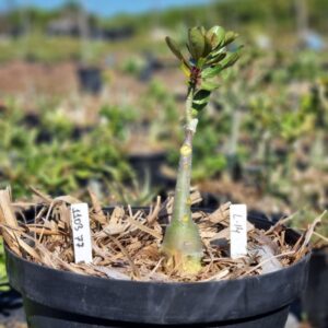 1103 77 Baobá Baby L14