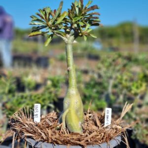 1103 82 Baobá Baby Rei Davi 2